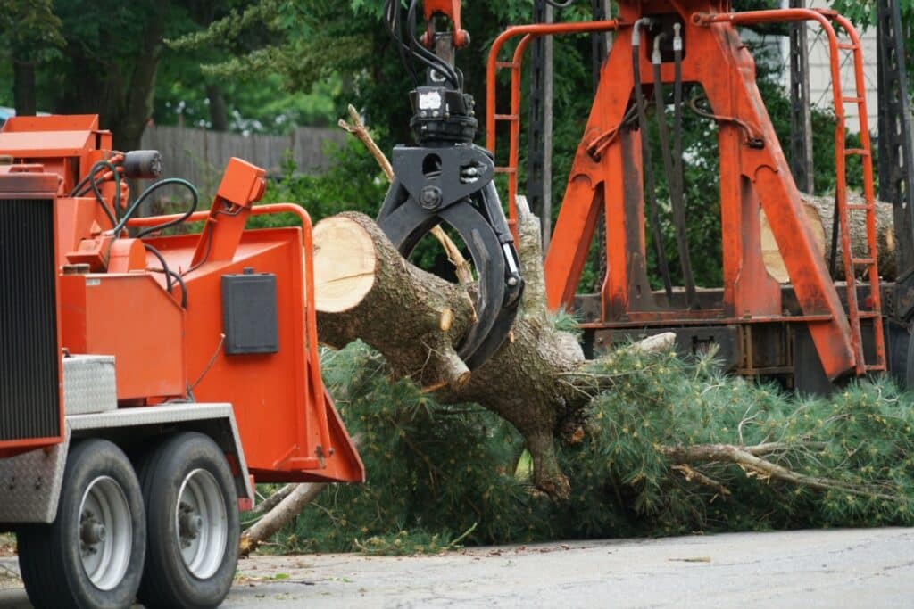 A crane lowering a piece of a tree being removed to the ground