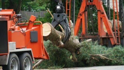 A crane lowering a piece of a tree being removed to the ground