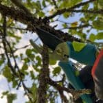 Hand of a professional arborist holding a pair of tree clippers as they prune a dead branch from a tree