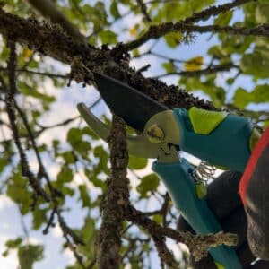 Hand of a professional arborist holding a pair of tree clippers as they prune a dead branch from a tree