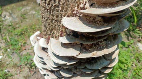 a tree trunk with fungal growth