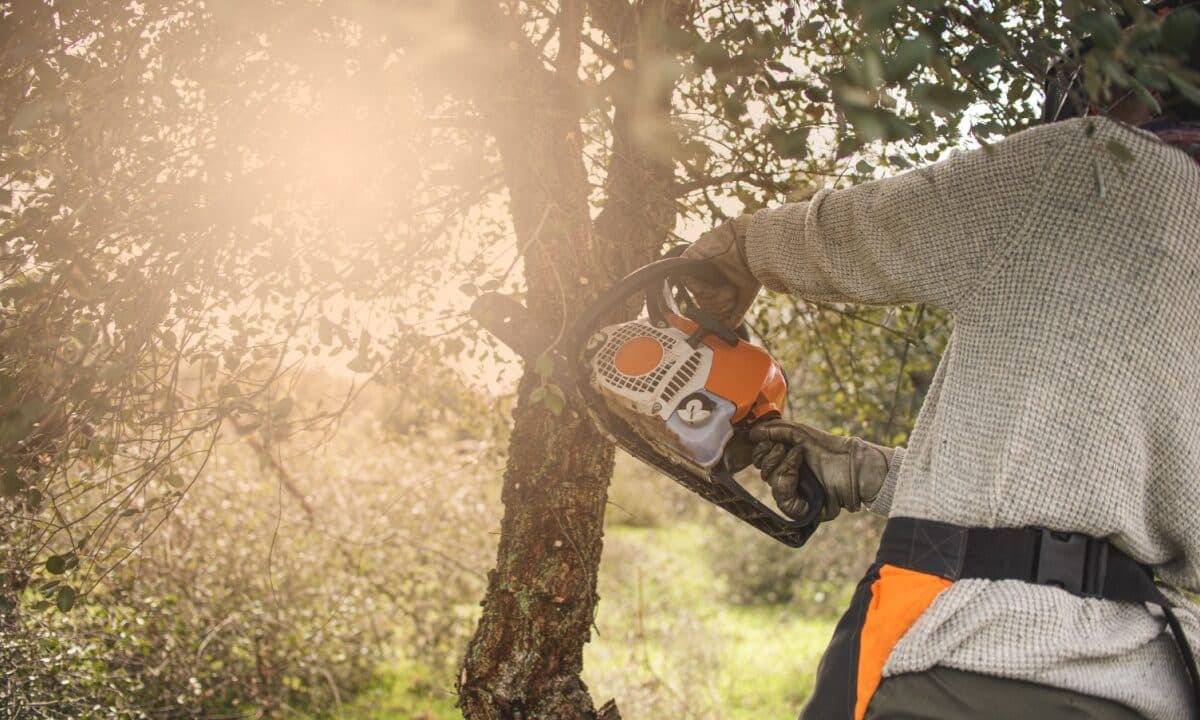 arborist using a chainsaw to remove a branch from a tree