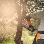 arborist using a chainsaw to remove a branch from a tree