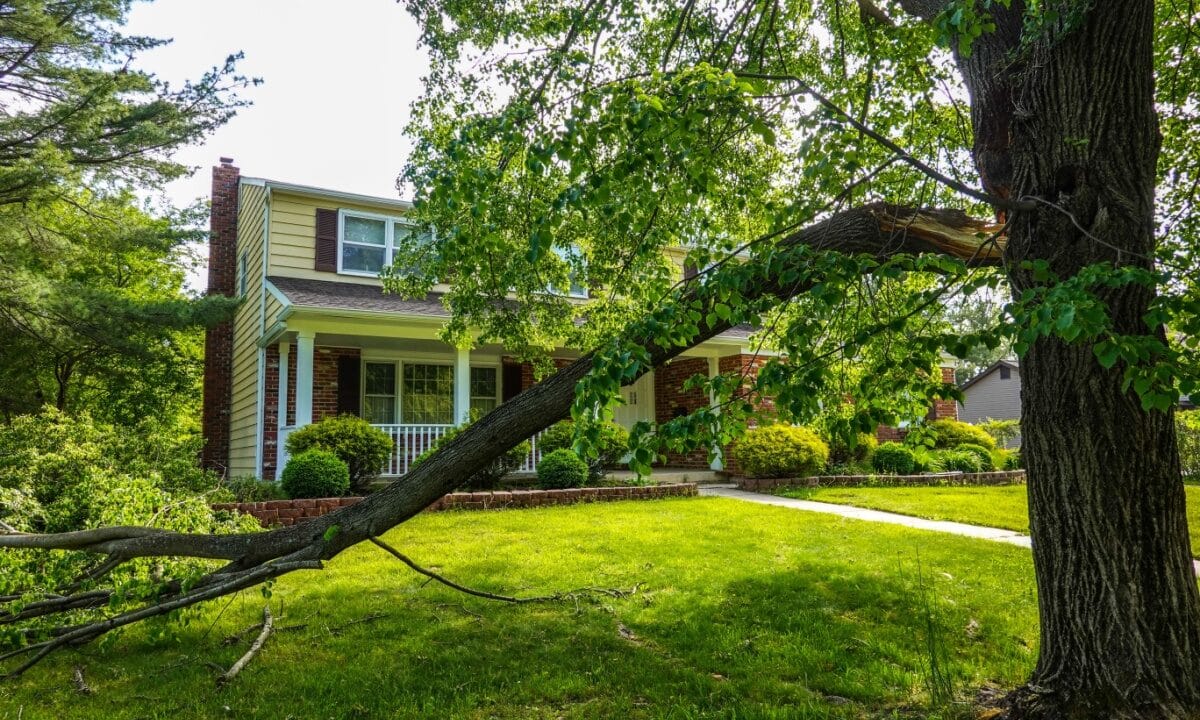 A tree in front of a house with a broken branch from a storm