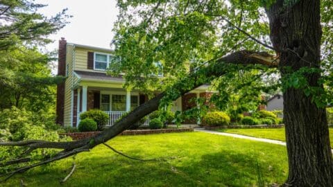 A tree in front of a house with a broken branch from a storm