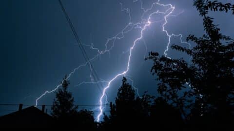 lightning flashing behind several tall trees