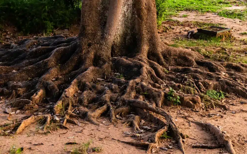 deep root