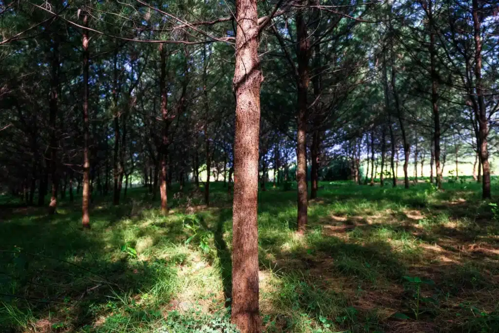 forest hero