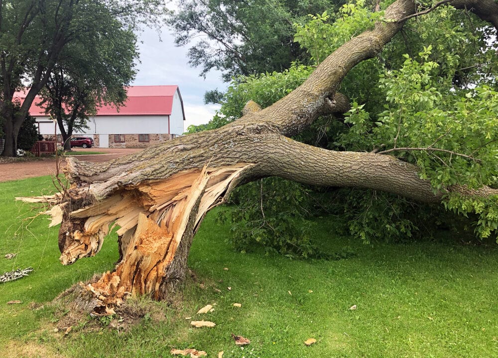 Storm Damaged, Downed Ash Tree With Broken Trunk