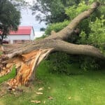Storm Damaged, Downed Ash Tree With Broken Trunk
