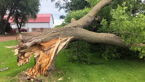 Storm Damaged, Downed Ash Tree With Broken Trunk