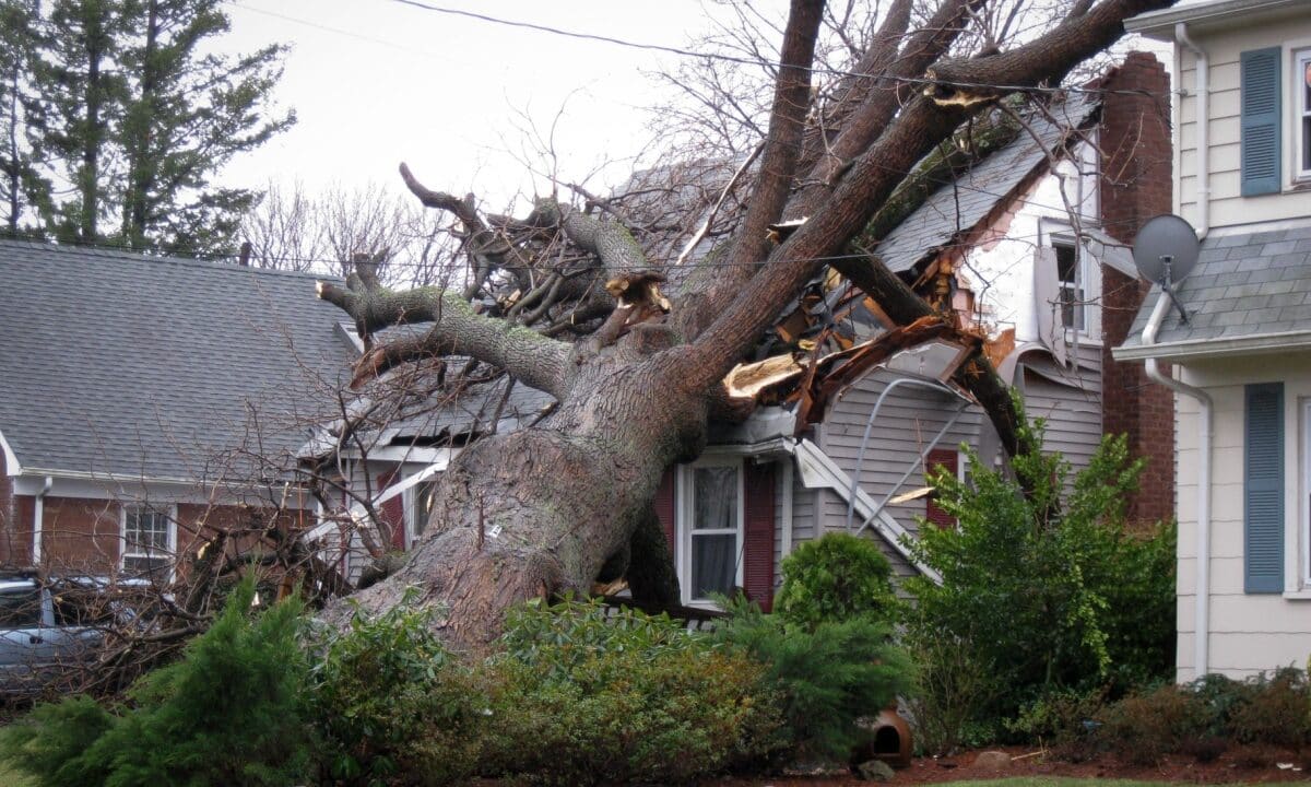 tree has fallen on the roof of a home