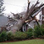 tree has fallen on the roof of a home