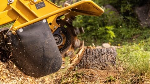 a stump grinding working on a tree stump sticking out of the ground