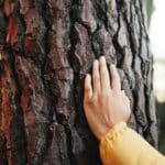 a hand lovingly touching the bark of a mature tree