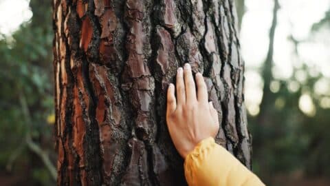 a hand lovingly touching the bark of a mature tree