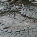 tree roots breaking through the concrete pavers laid near the tree because of a lack of maintenance