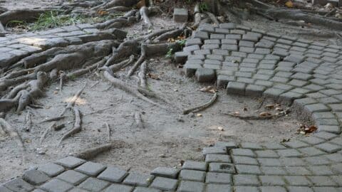 tree roots breaking through the concrete pavers laid near the tree because of a lack of maintenance