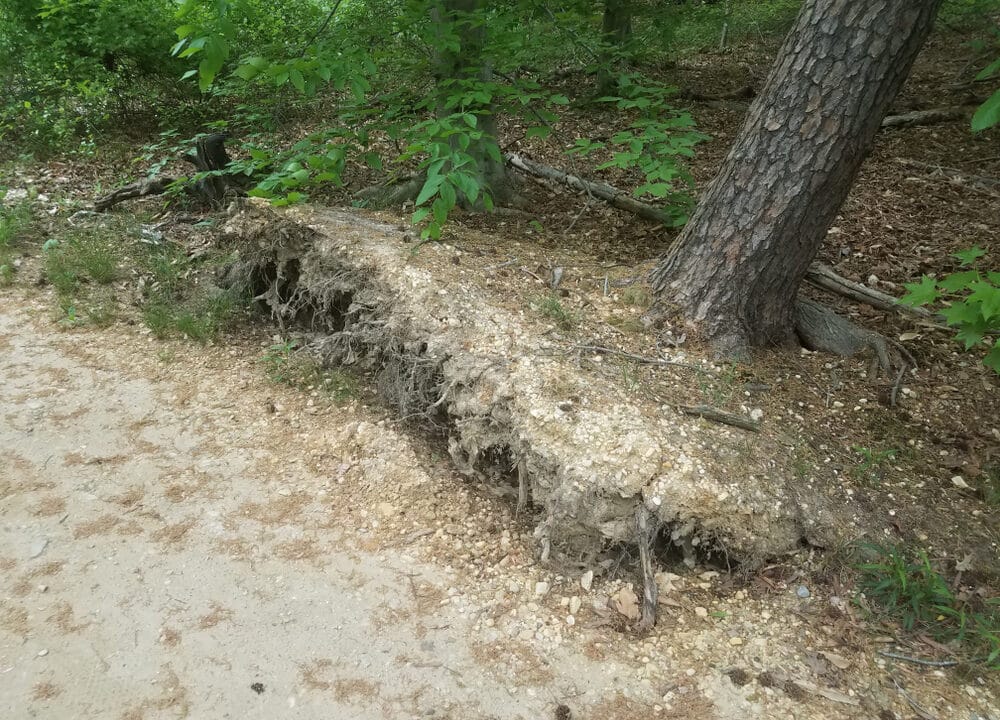 a leaning tree that is tearing up the ground and uprooting