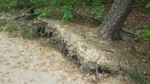 a leaning tree that is tearing up the ground and uprooting