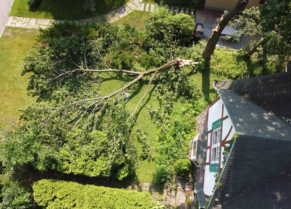 a large tree branch that snapped off during a storm and is lying on the ground by a house