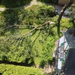 a large tree branch that snapped off during a storm and is lying on the ground by a house