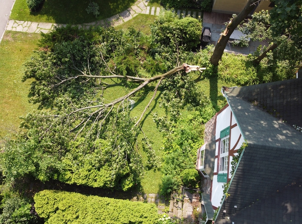 a large tree branch that snapped off during a storm and is lying on the ground by a house
