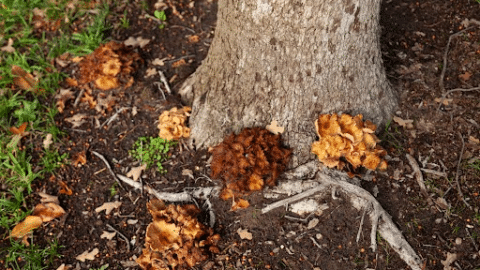mushrooms on tree base