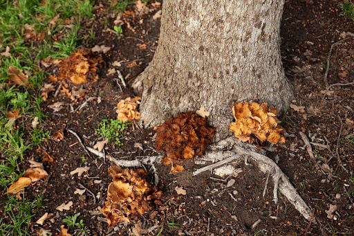 mushrooms on tree base