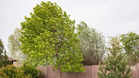 strong winds blowing through the canopy of a tree