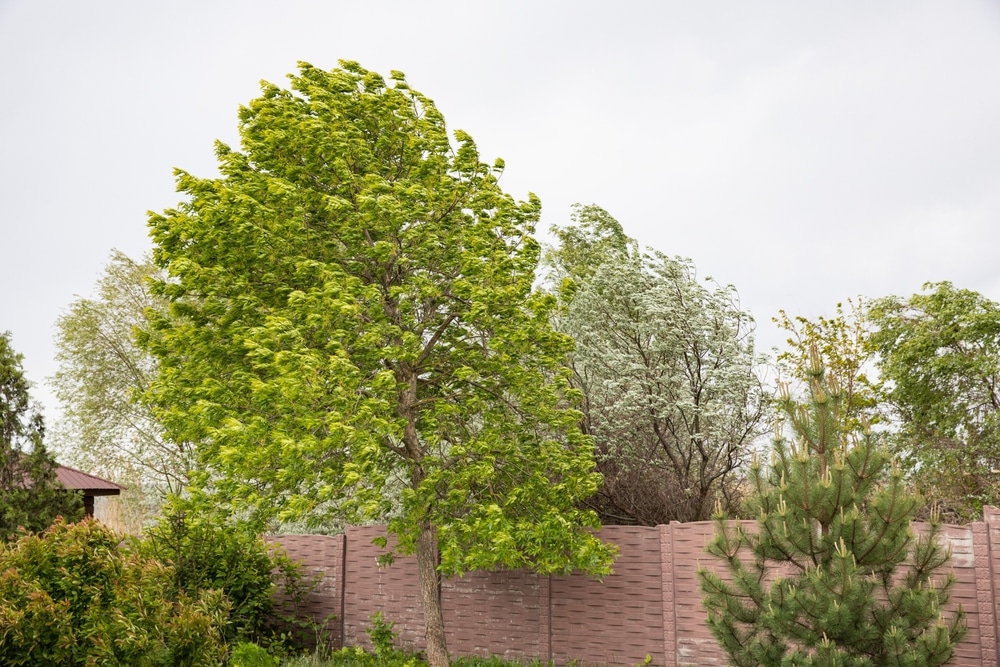 strong winds blowing through the canopy of a tree