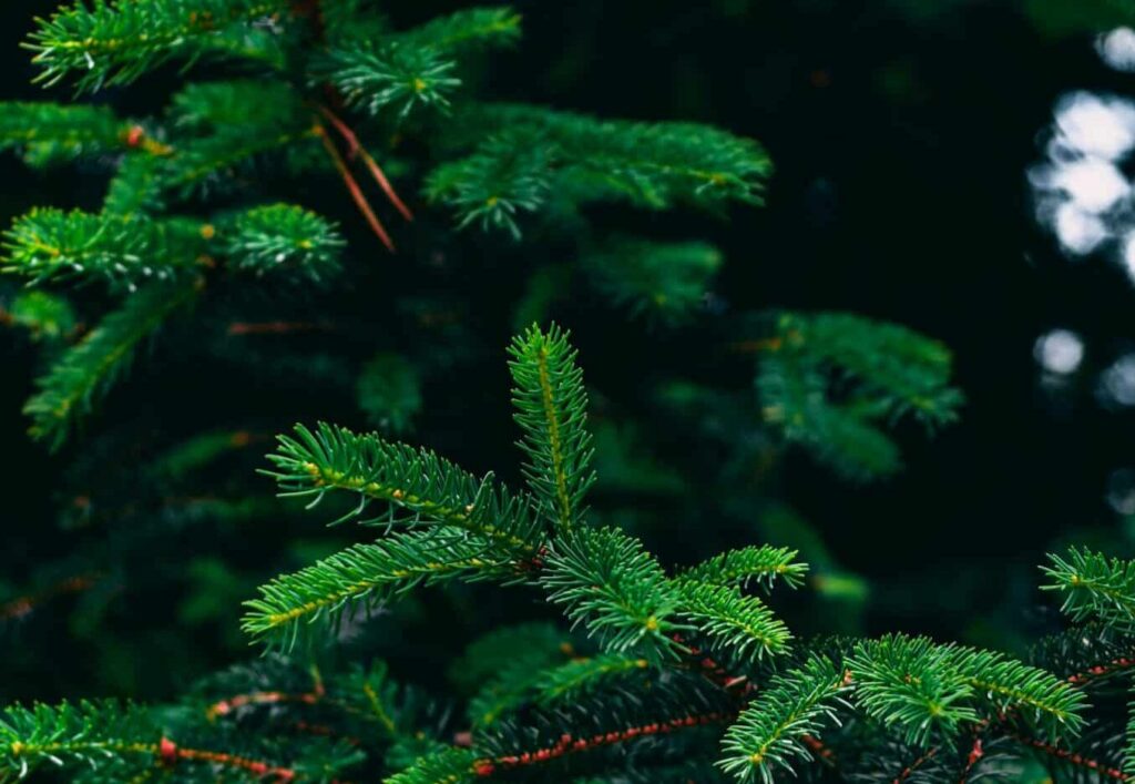 pine trees