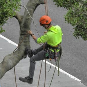 Tree cabling
